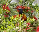 Rainbow Lorikeet 9Y682D-004